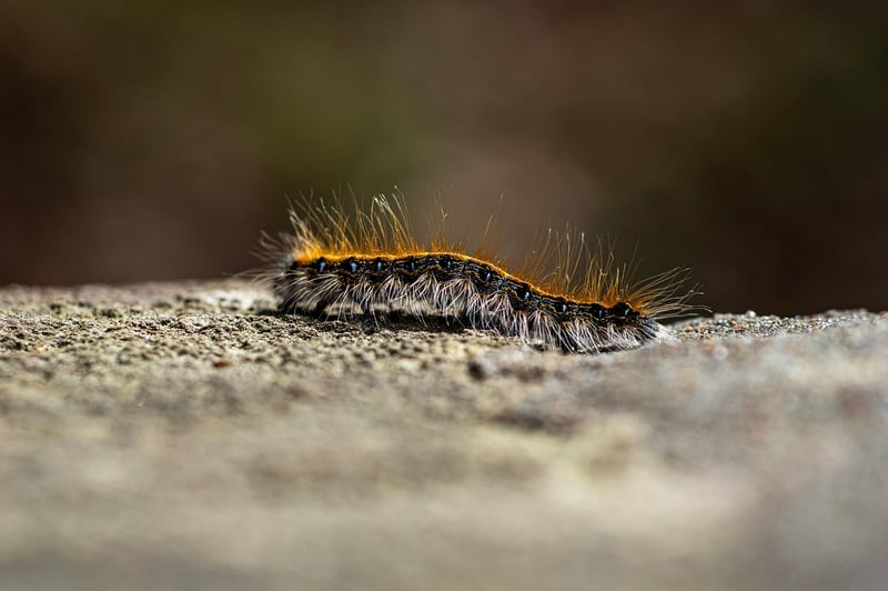 Egg Carton Caterpillars